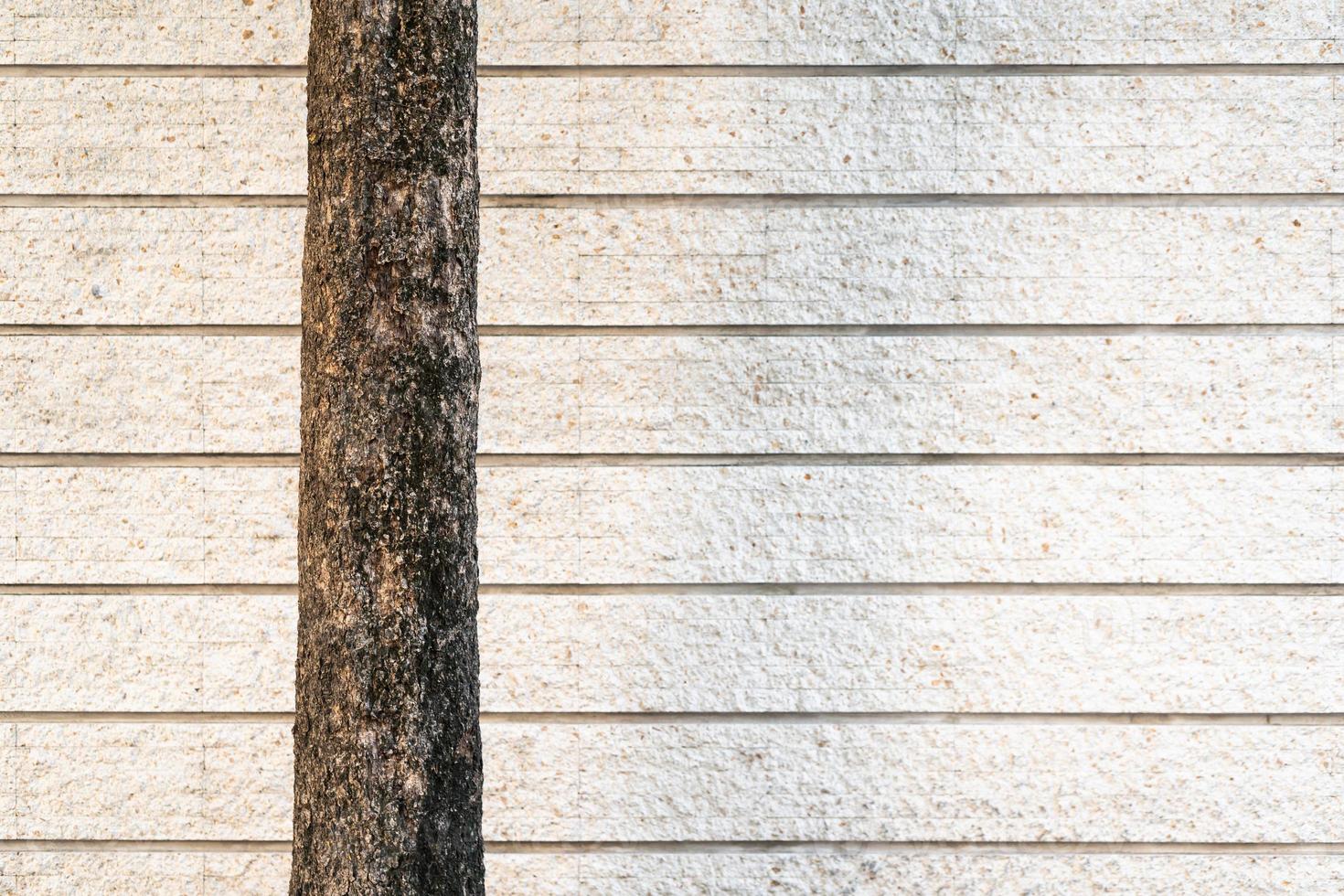 The tree is in front of a bright concrete exterior wall of a house. photo