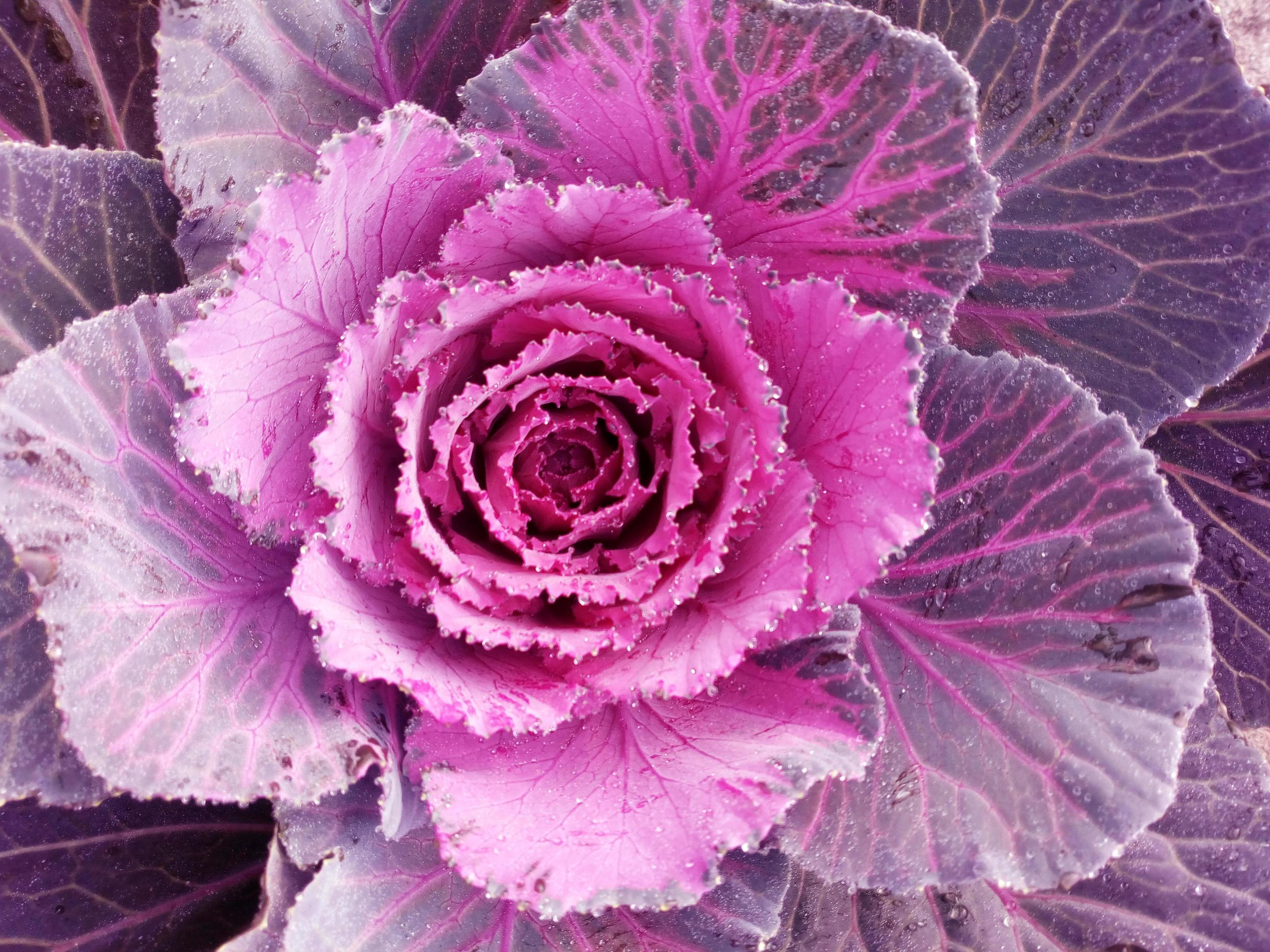 Cabbage Flower. Purple Cauliflower. Brassica Oleracea. Violet Cabbage
