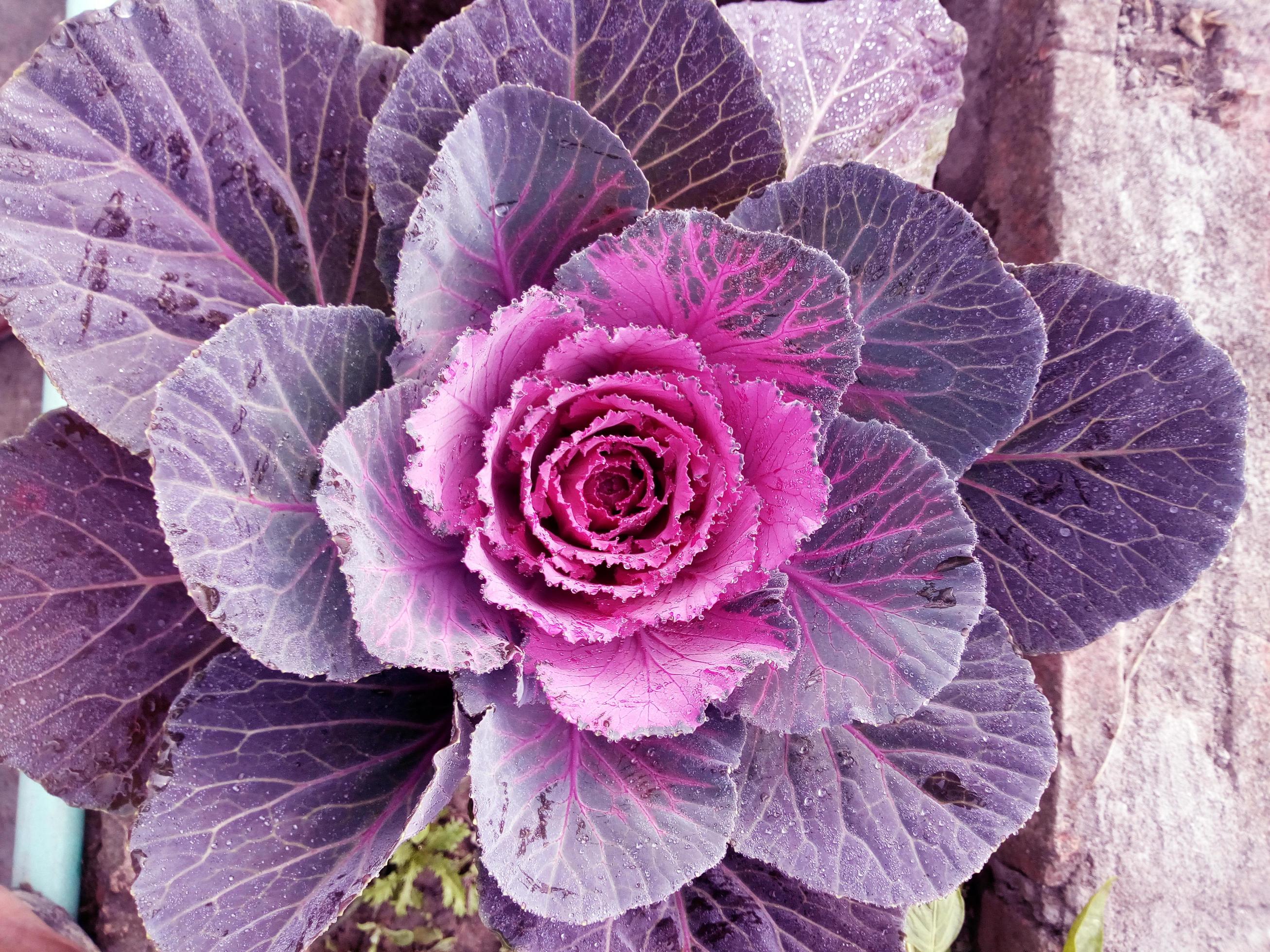 Cabbage Flower. Purple Cauliflower. Brassica Oleracea. Violet Cabbage