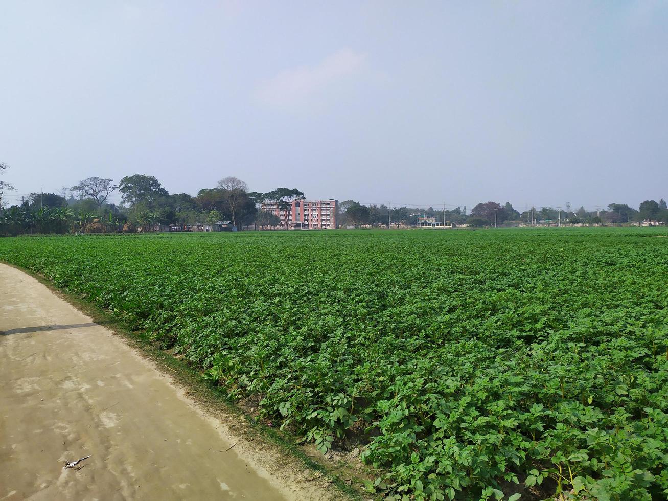The field of potato goes as far as the eyes. Road in country side. Greenery nature of Bangladesh agriculture in spring landscape. photo