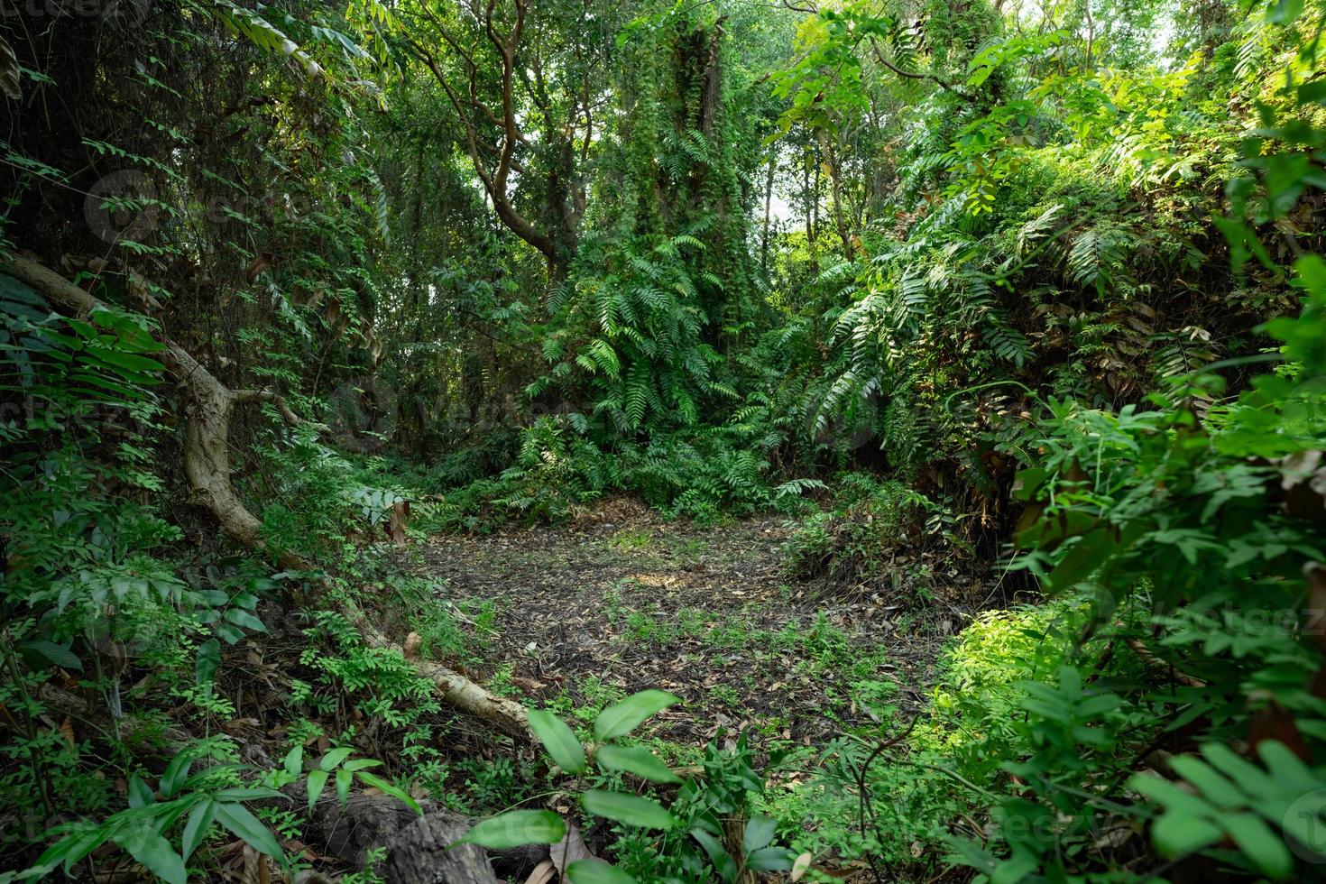 Landscape green trees in tropical forest in summer. Nature background. Green tree covered with fern plants in the jungle. Primeval forest in Asia. Rainforest ecosystem. World environment day concept. photo