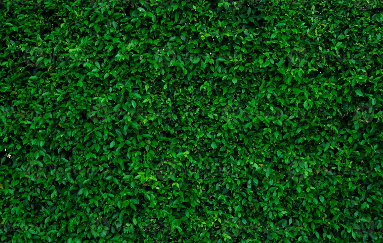 Small green leaves in hedge wall texture background. Closeup green hedge plant in garden. Eco evergreen hedge wall. Natural backdrop. Beauty in nature. Green leaves with natural pattern wallpaper. photo