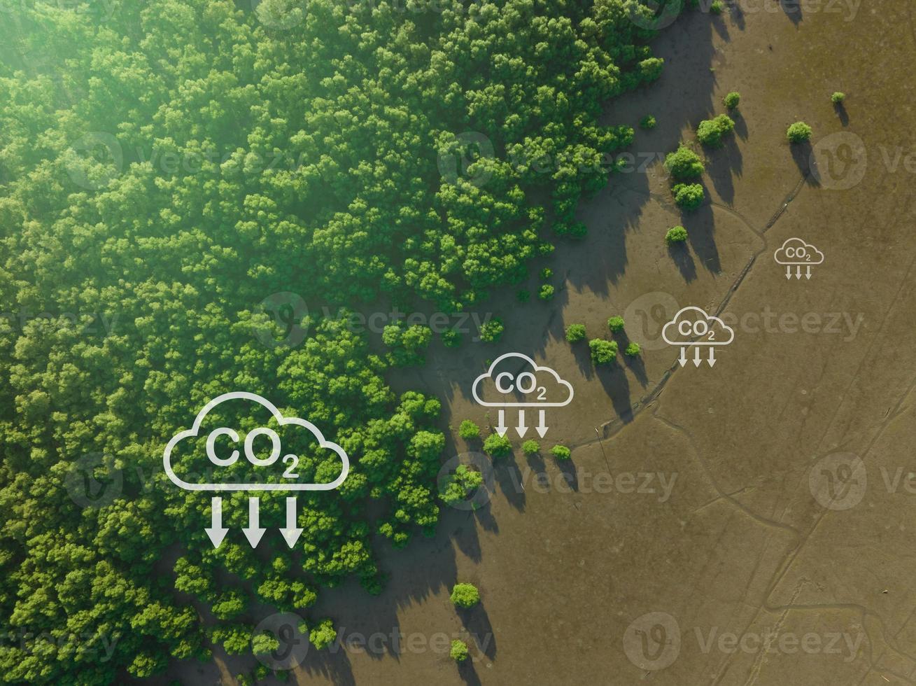 Carbon capture concept. Natural carbon sinks. Mangrove trees capture CO2 from the atmosphere. Aerial view of green mangrove forest. Blue carbon ecosystems. Mangroves absorb carbon dioxide emissions. photo