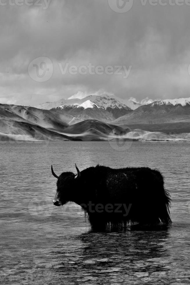 Alpine yaks drinking water in the Baisha Lake of Bulunkou Reservoir in southern Xinjiang photo