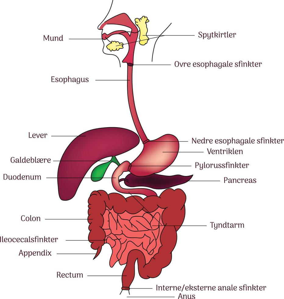 Internal human Digestive system anatomy illustration line art with labels vector