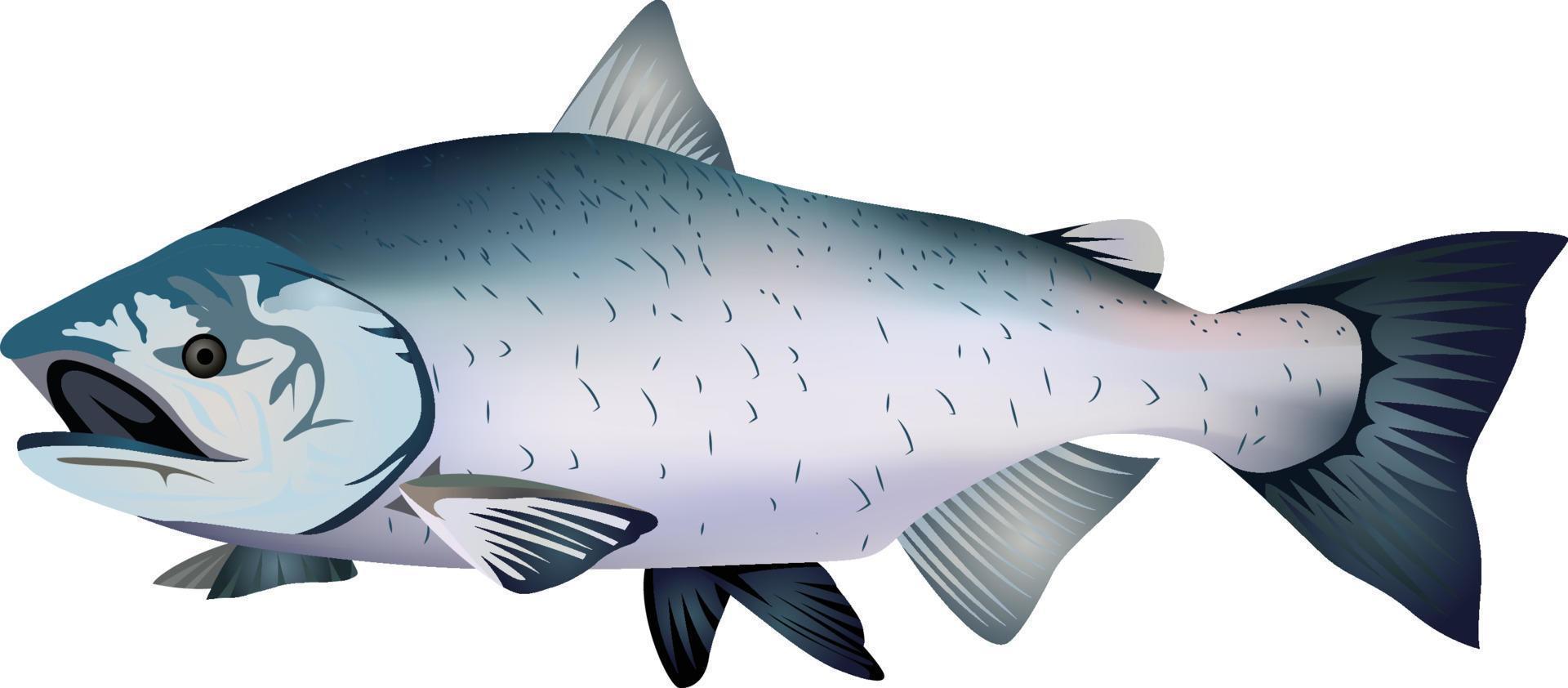 Chinook salmon or King salmon vector illustration clip art