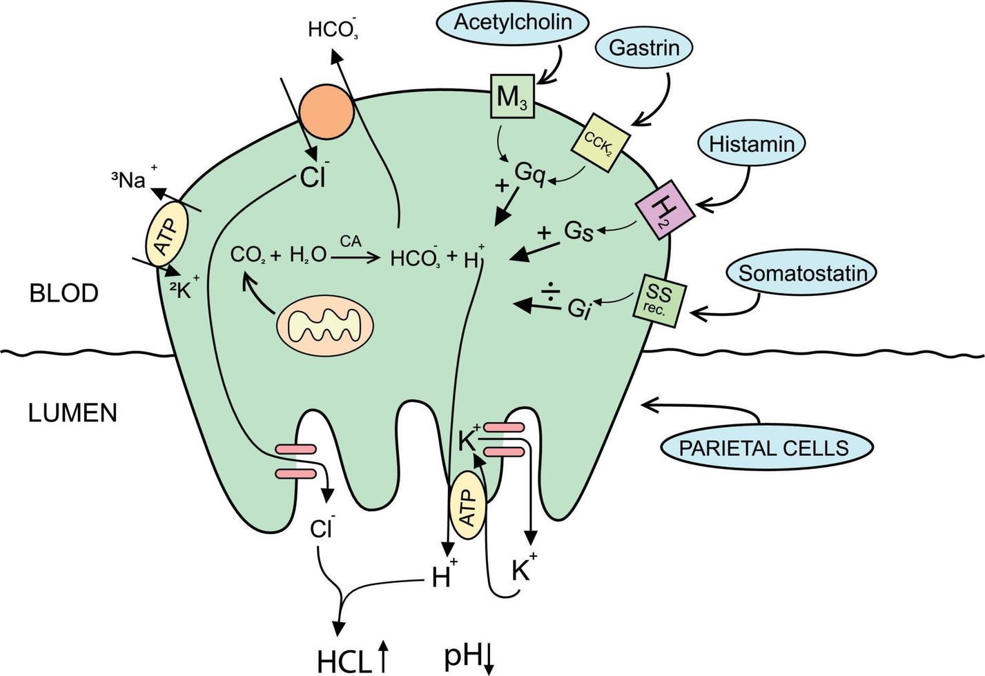 Physiology of the Gastric Parietal Cell explanation diagram vector illustration