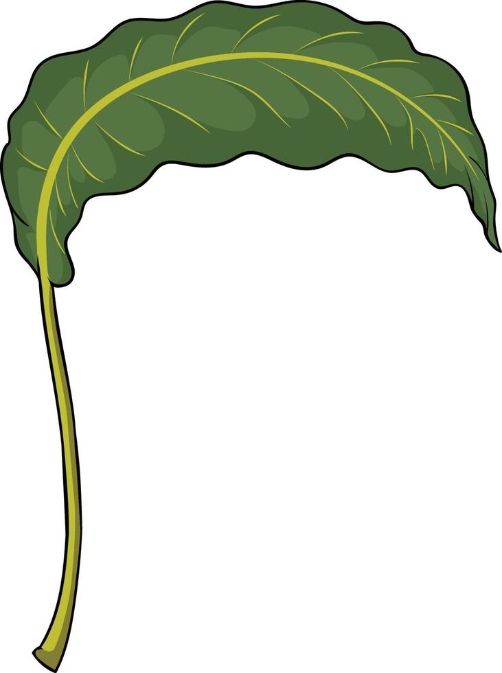 Giant taro leaf or banana leaf , Large leaf in umbrella shape vector illustration clip art