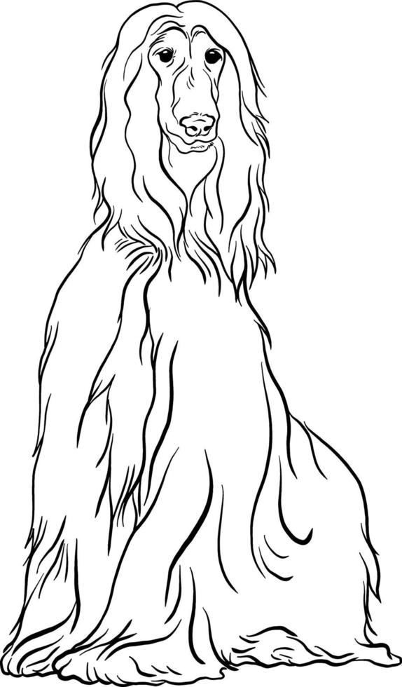 Afghan Hound dog breed doodle style line drawing vector black and white illustration