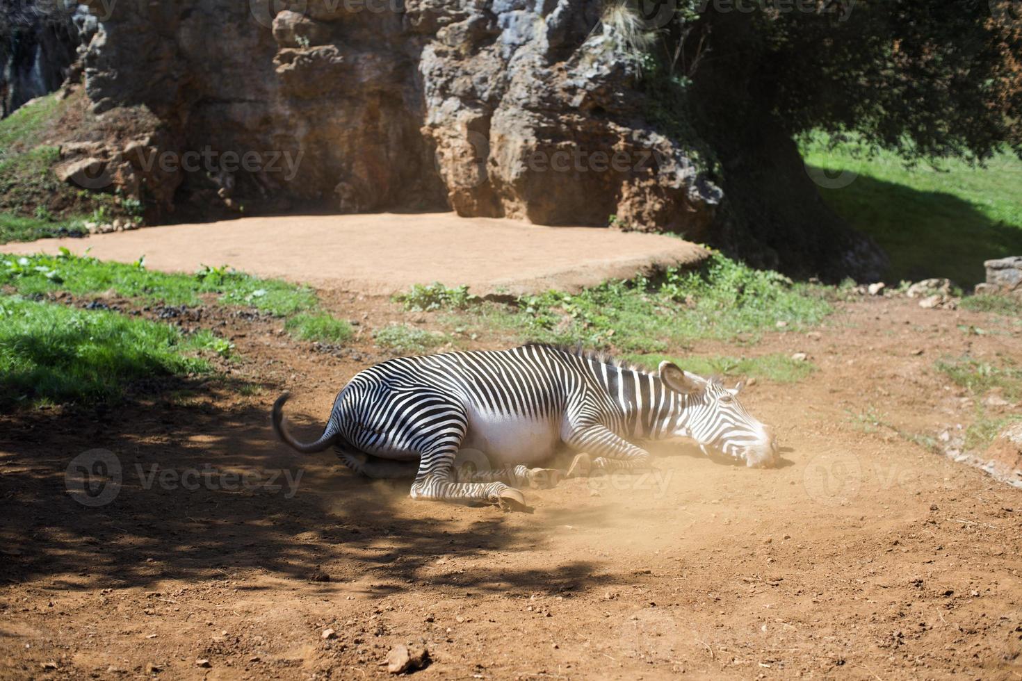 zebra rolling in dusty ground photo