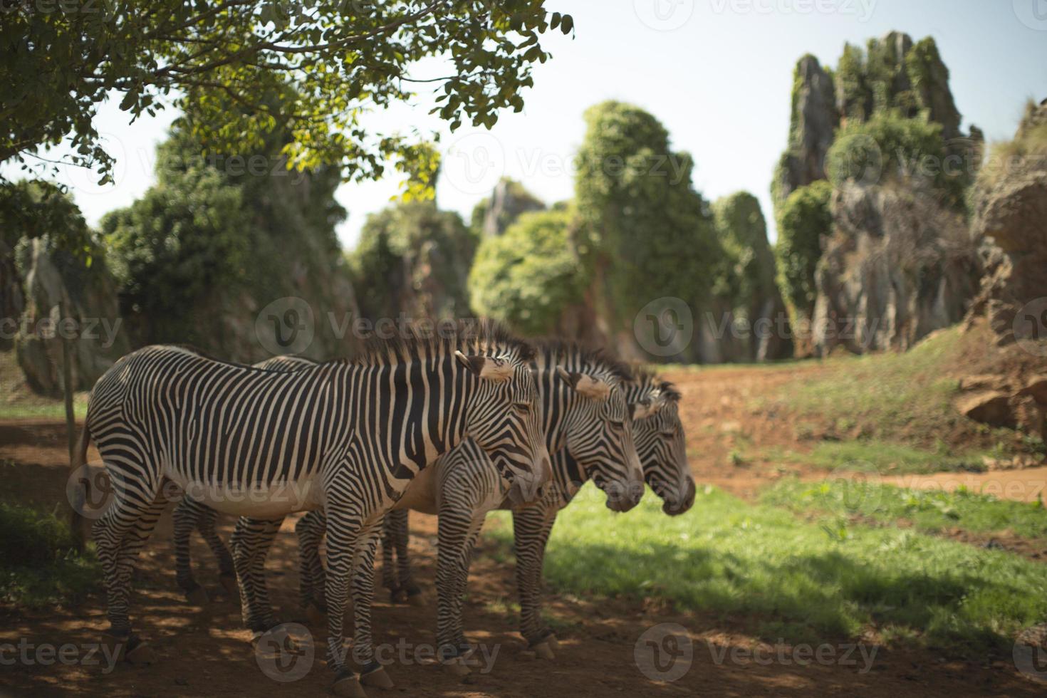 3 zebras standing together photo