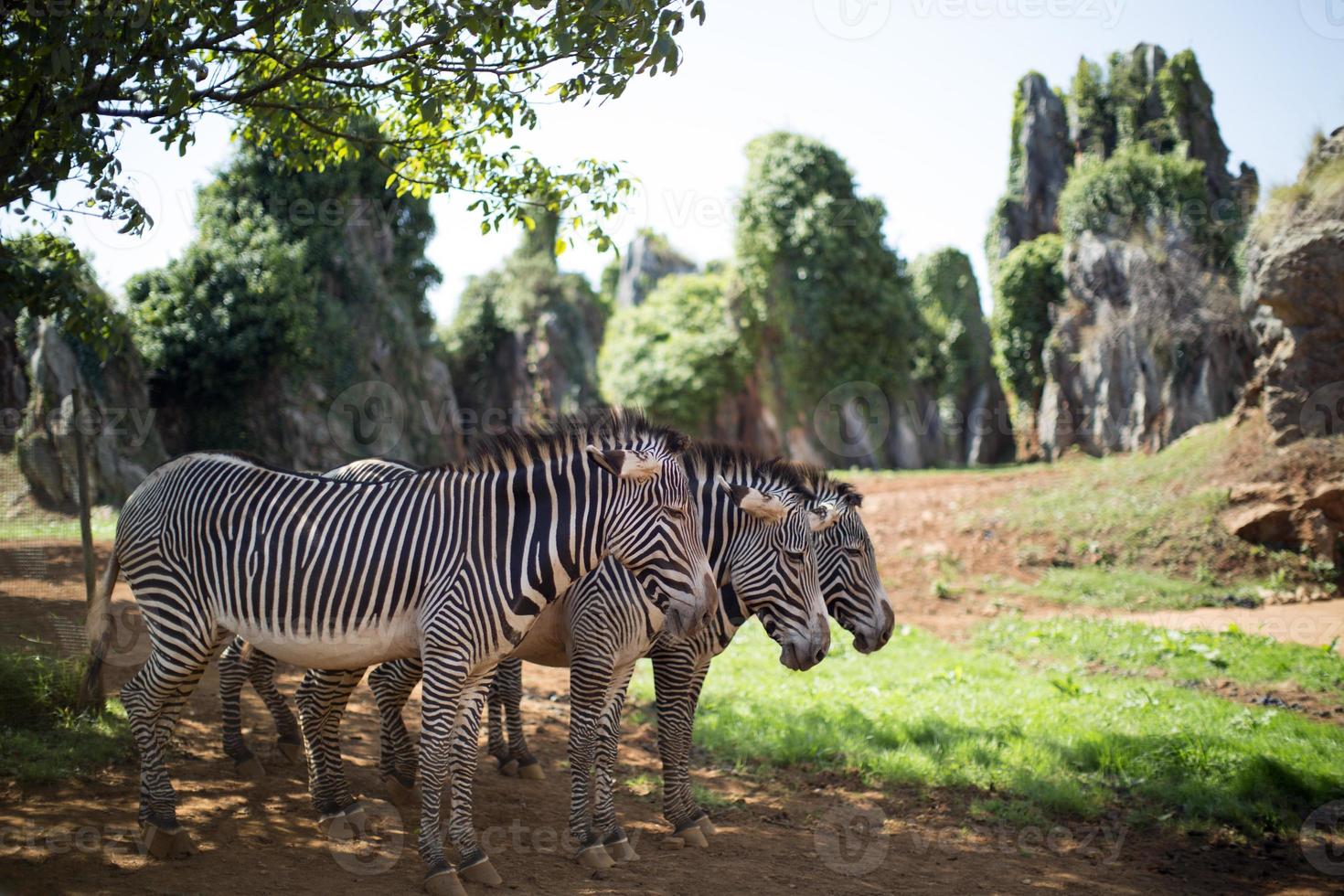 3 zebras standing together photo