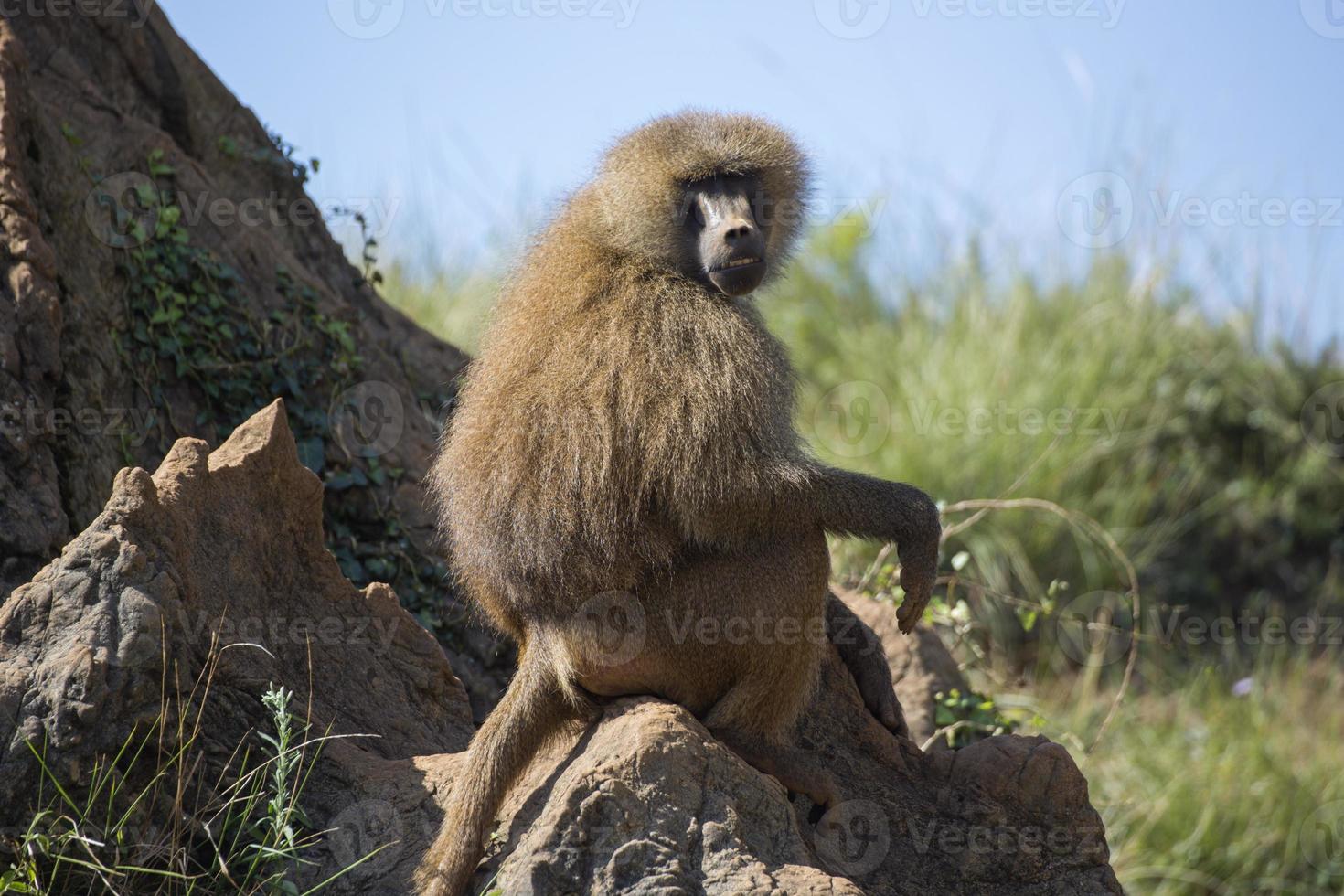 baboons on a rock photo