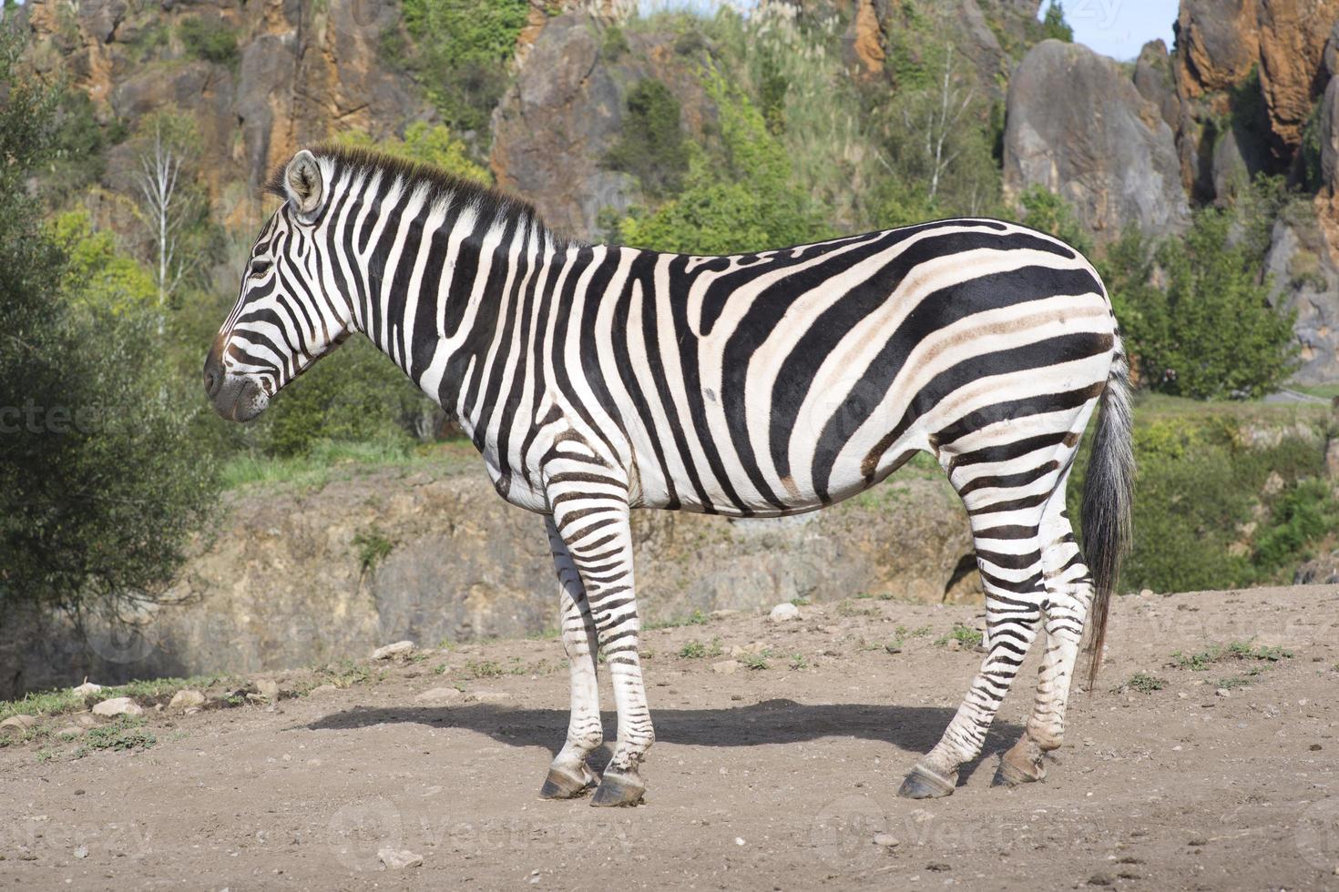 a zebra stands alone in a field photo