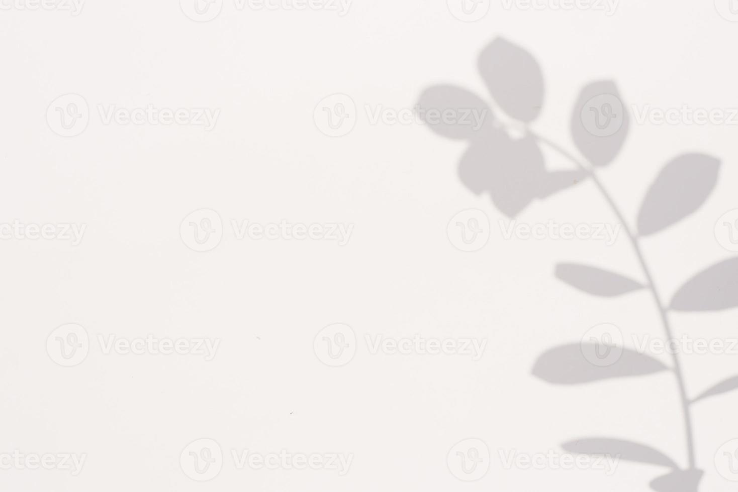 Shadow from a plant on a gray background with copy space photo