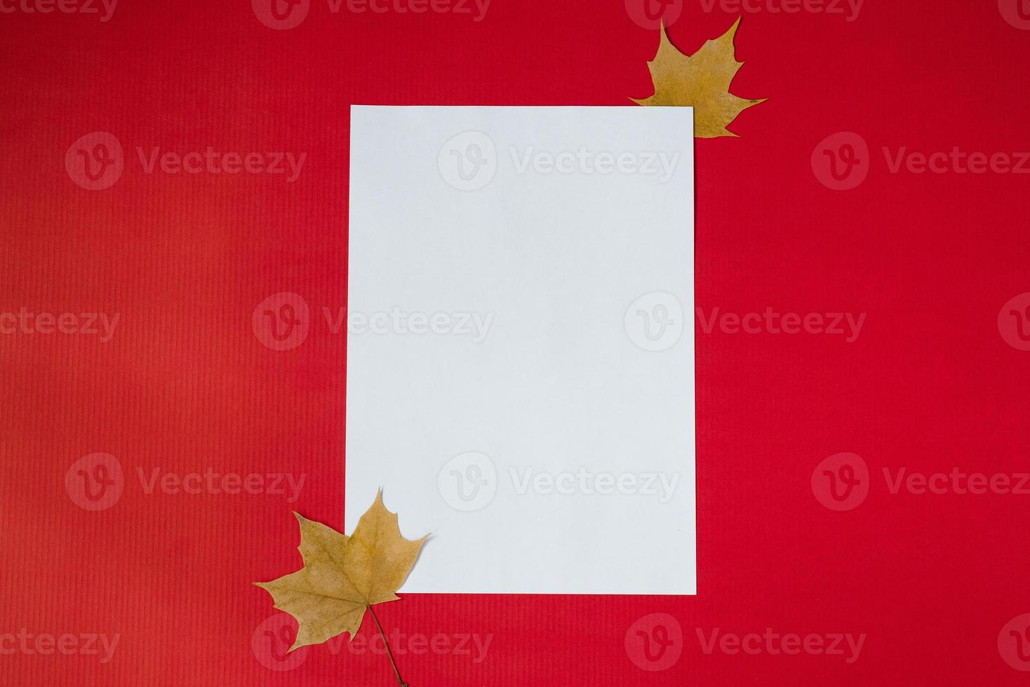 A clean white sheet of paper for text with autumn fallen leaves on a red background. Autumn greeting Card concept with copy space photo