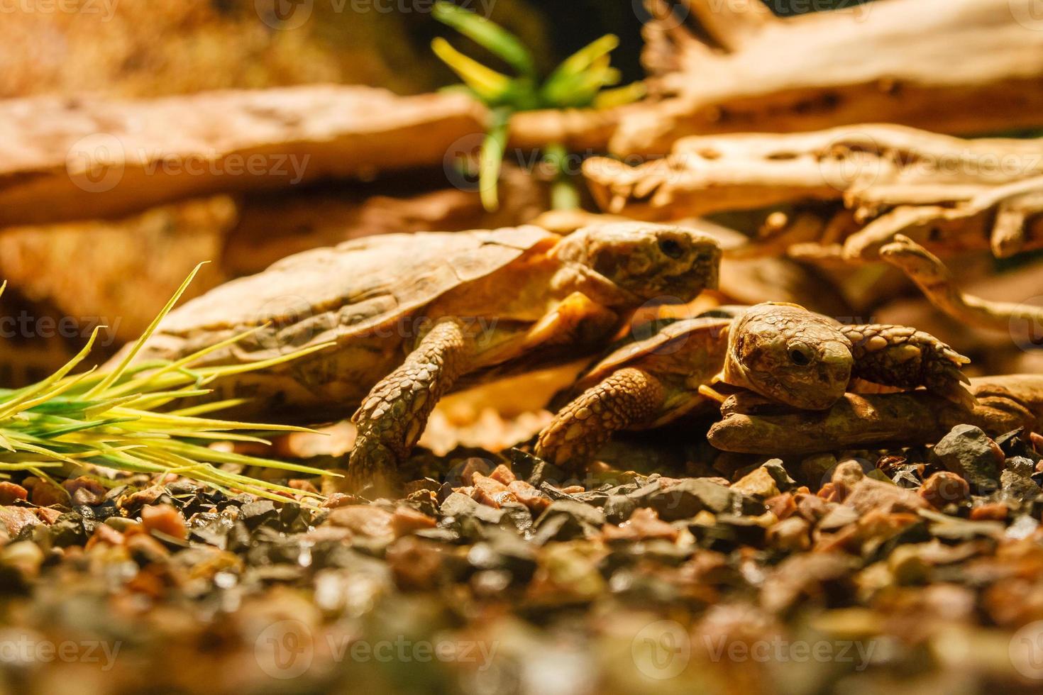 Two Sulcata Tortoises mating a red lamp photo