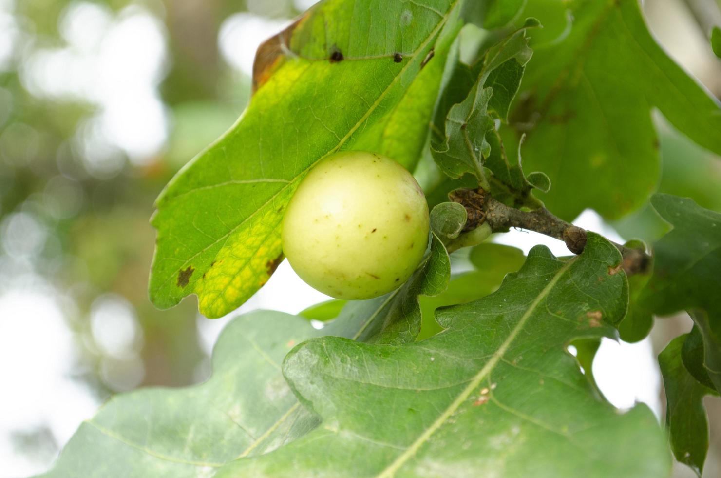 Acorn on the branch. Close up picture with selective focus. Nature background. photo