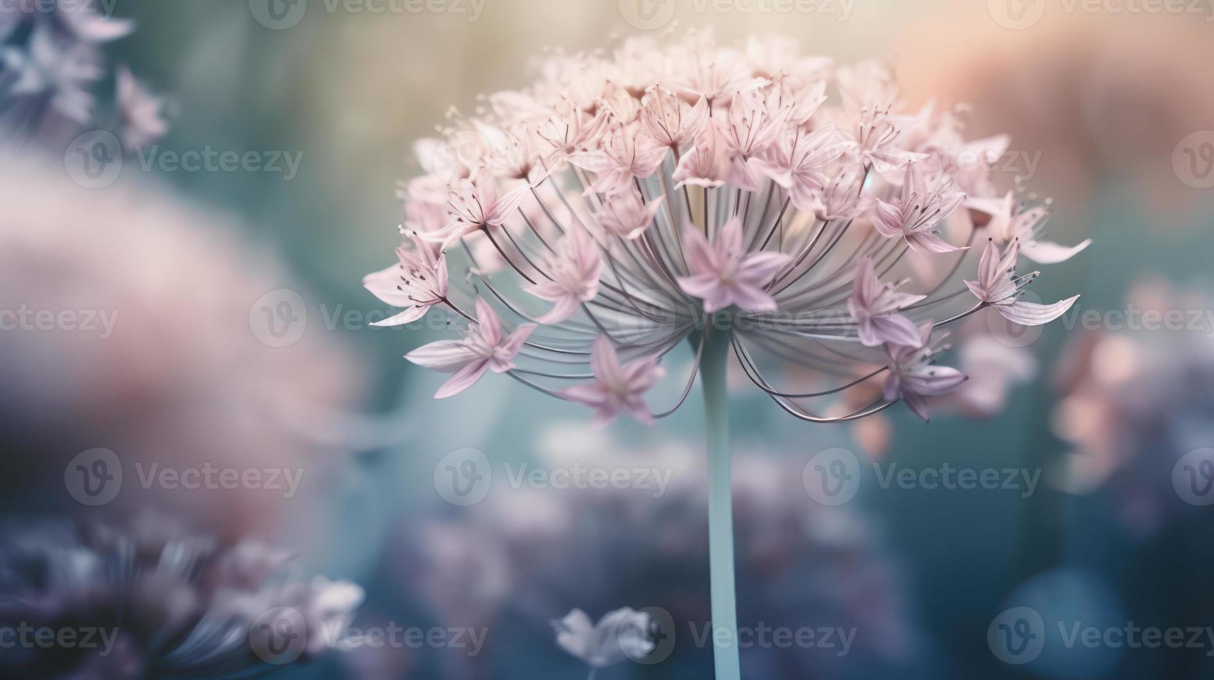 Soft dreamy sweet flower for love romance background. photo