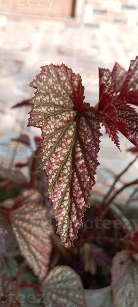 Beautiful plants with unique characteristics are very suitable for the collection in the home garden. photo