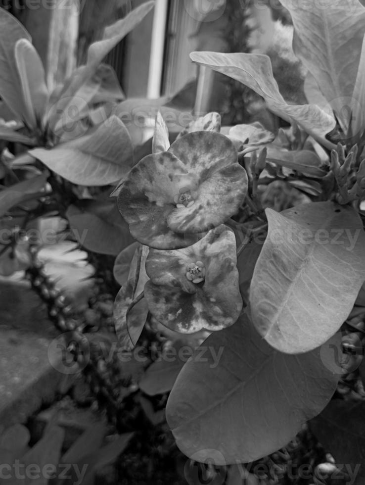 negro y blanco atmósfera con natural fotografía sin utilizando ninguna efecto en eso son entonces hermosa foto