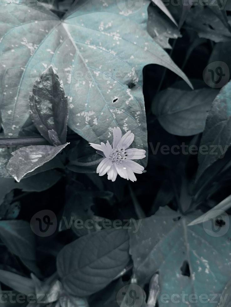 Beautiful plants with unique characteristics are very suitable for the collection in the home garden. photo