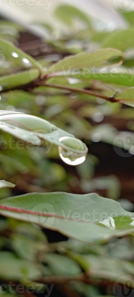 hermosa plantas con único caracteristicas son muy adecuado para el colección en el hogar jardín. foto