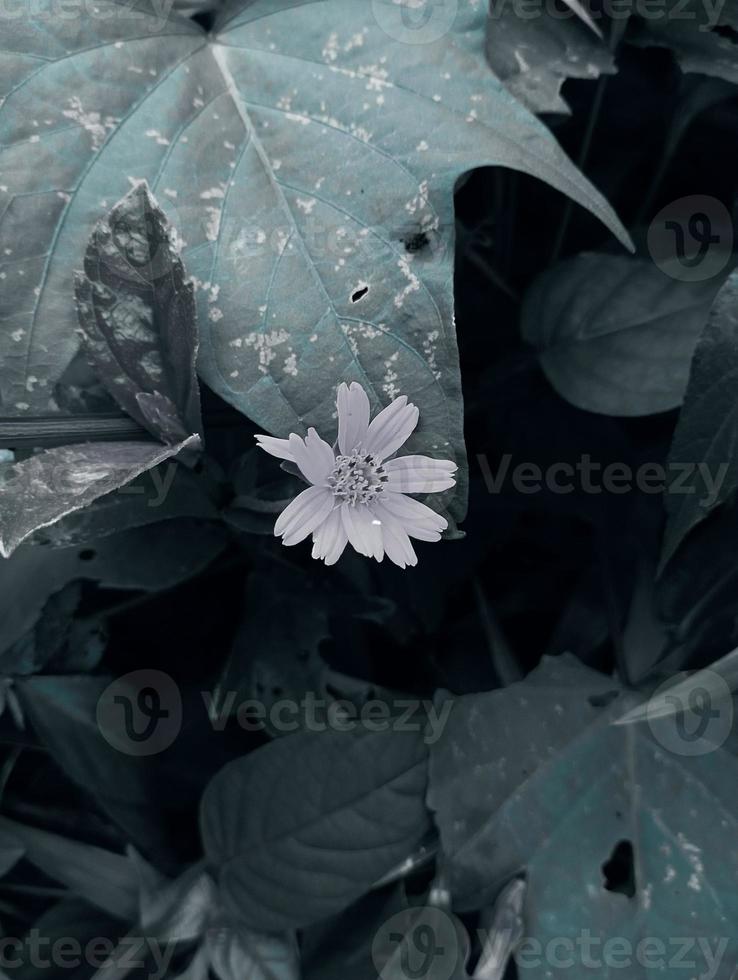 Beautiful plants with unique characteristics are very suitable for the collection in the home garden. photo