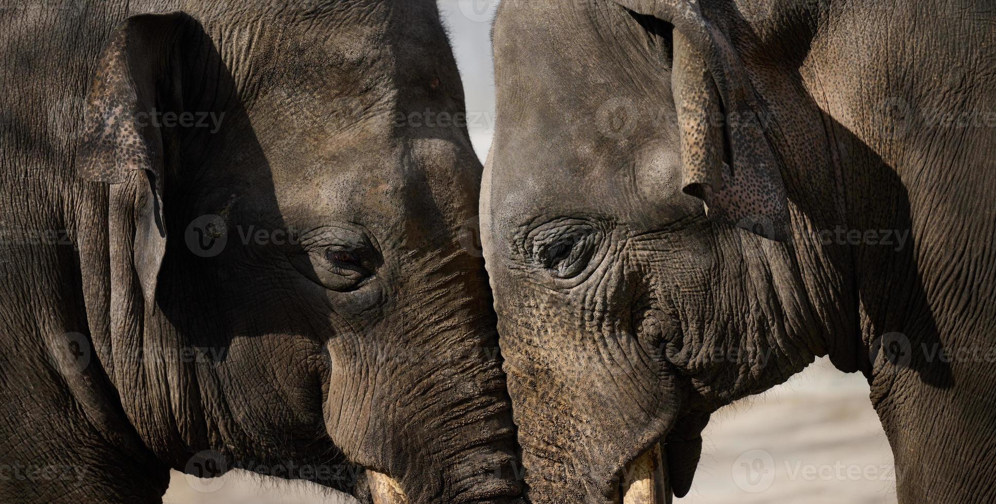 Two adult elephants walk in nature, spring day photo