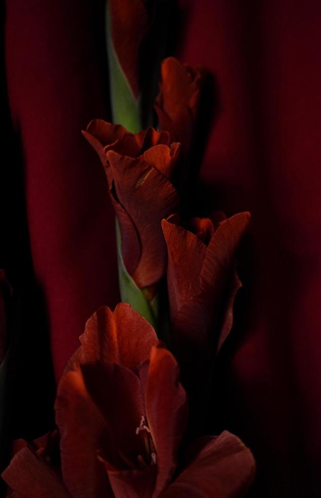 Red Flower on Red Background Vertical photo