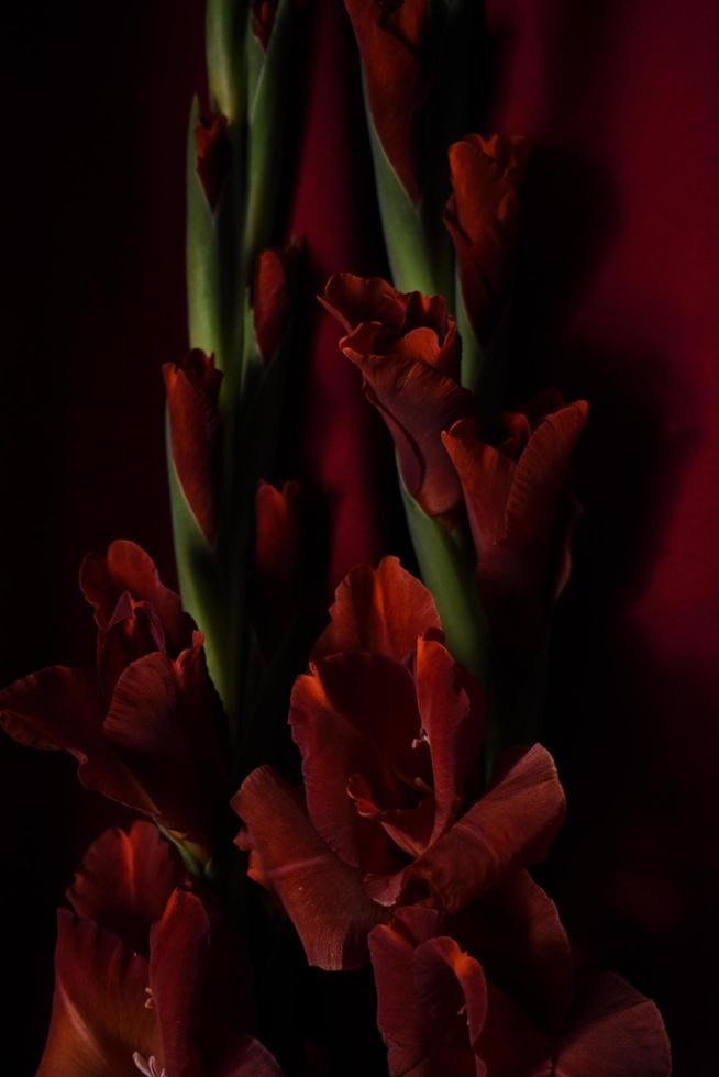 Red Flower on Red Background Vertical photo