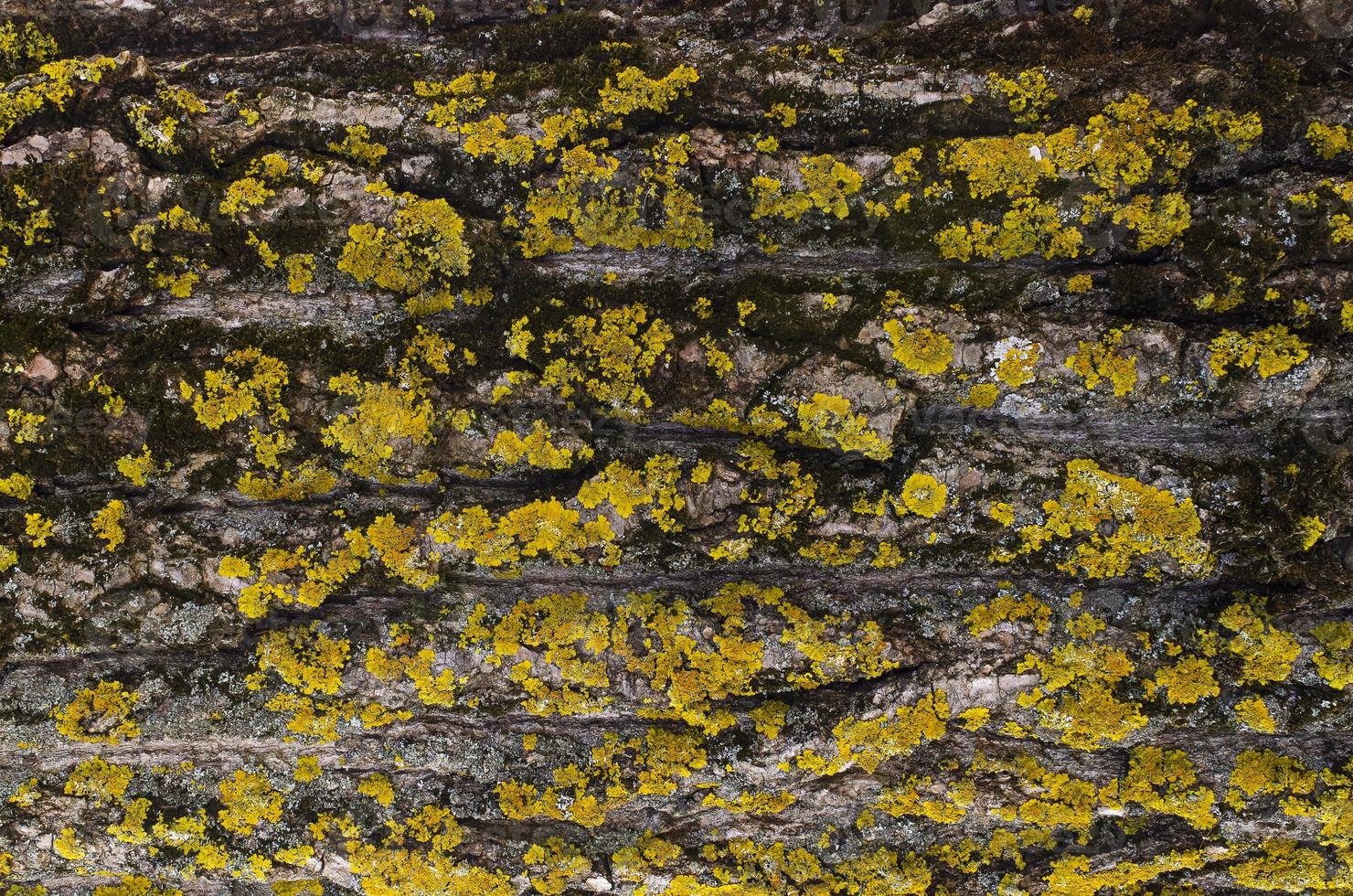 cubierta de musgo sobre fondo de corteza de árbol. textura de musgo de primer plano en la superficie del árbol. foto