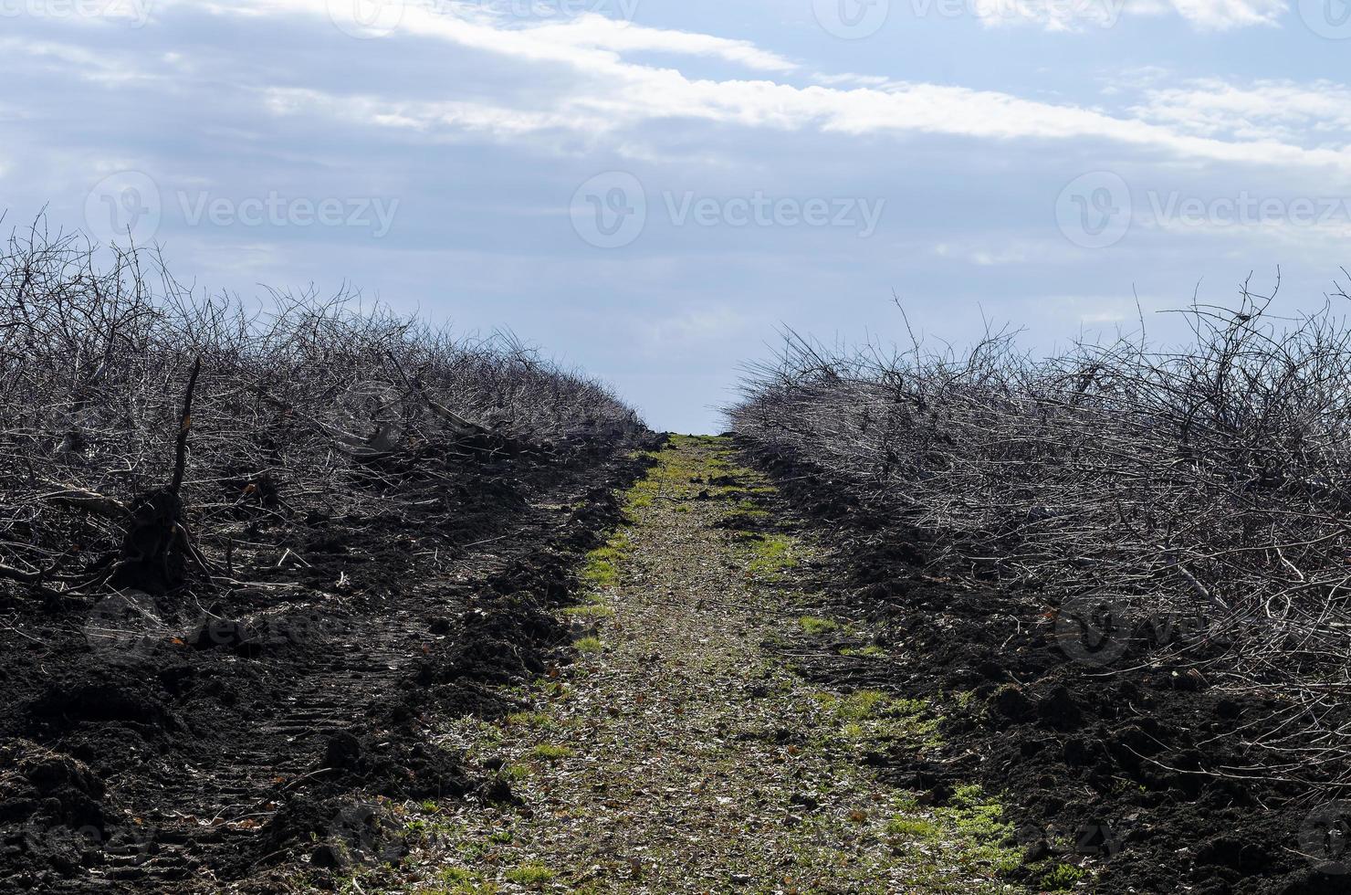 uprooted old apple trees from the ground, uprooting of stumps, to rejuvenate the garden. Give the earth a rest. photo