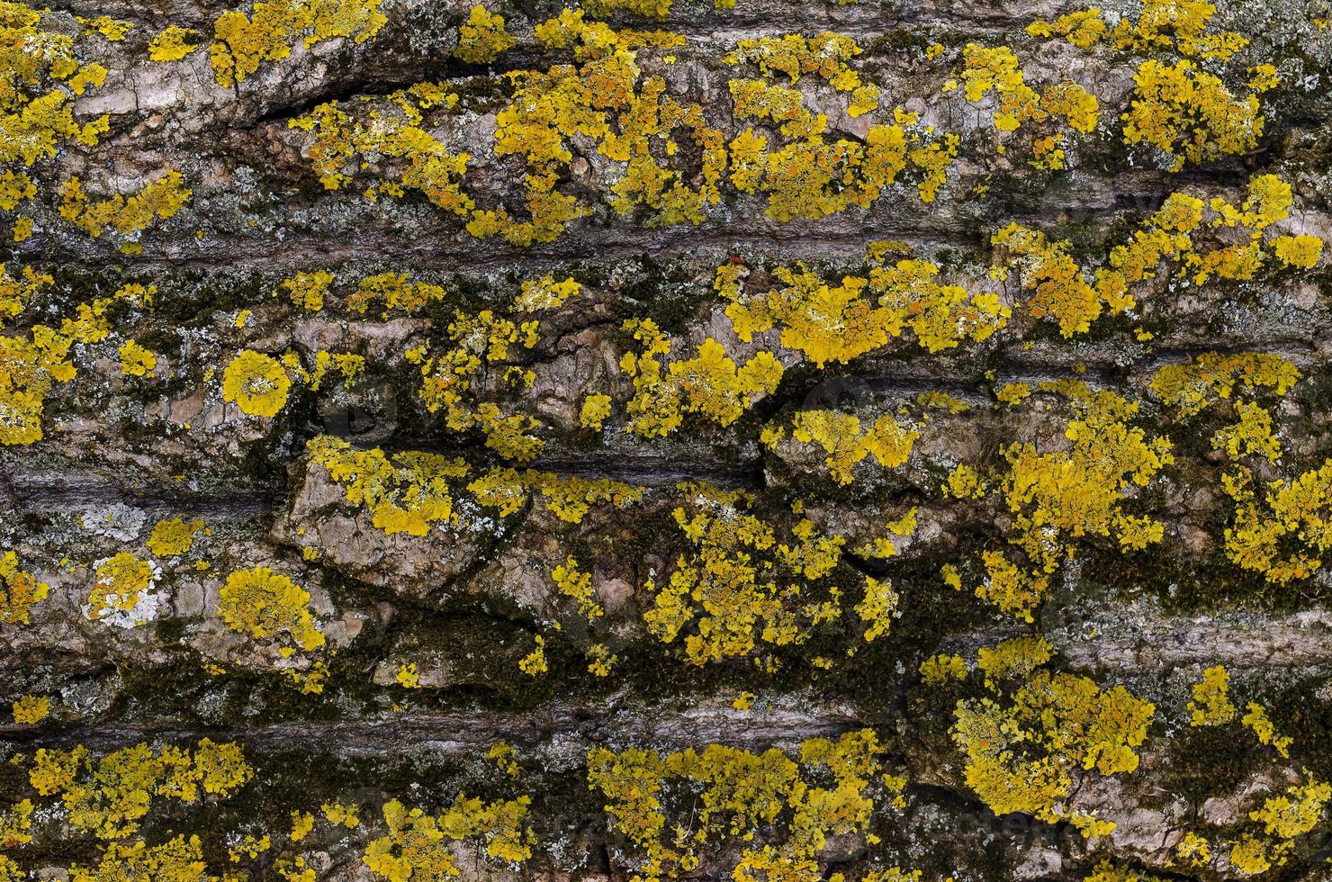Moss cover on tree bark background. Close-up moss texture on tree surface. photo