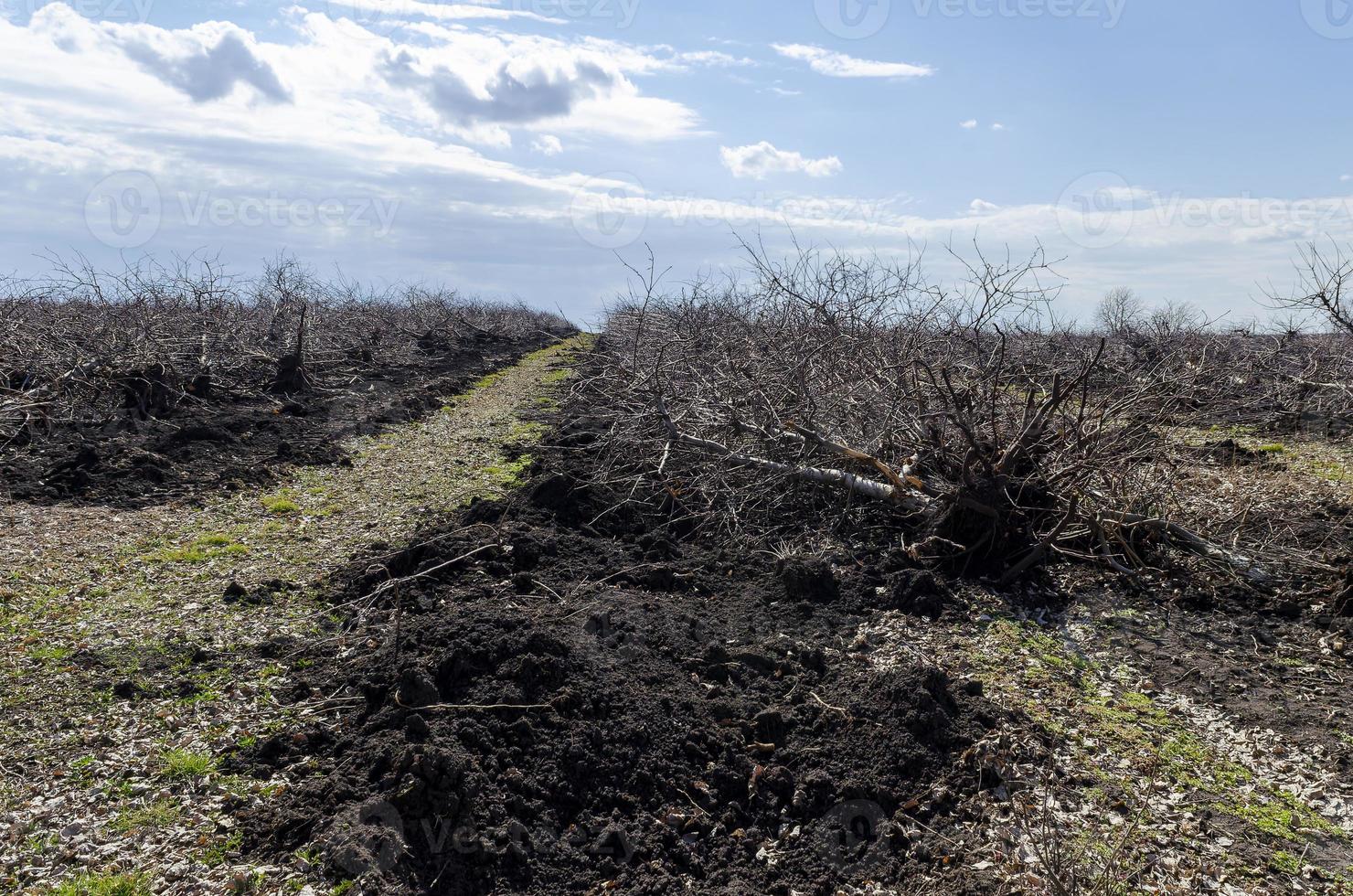 uprooted old apple trees from the ground, uprooting of stumps, to rejuvenate the garden. Give the earth a rest. photo