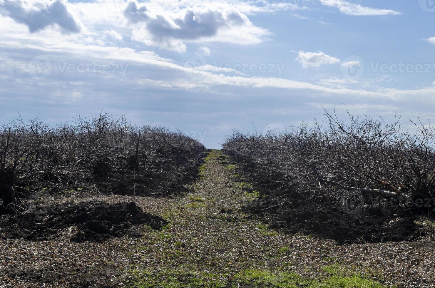 desarraigado antiguo manzana arboles desde el suelo, desarraigo de tocones, a rejuvenecer el jardín. dar el tierra un descansar. foto