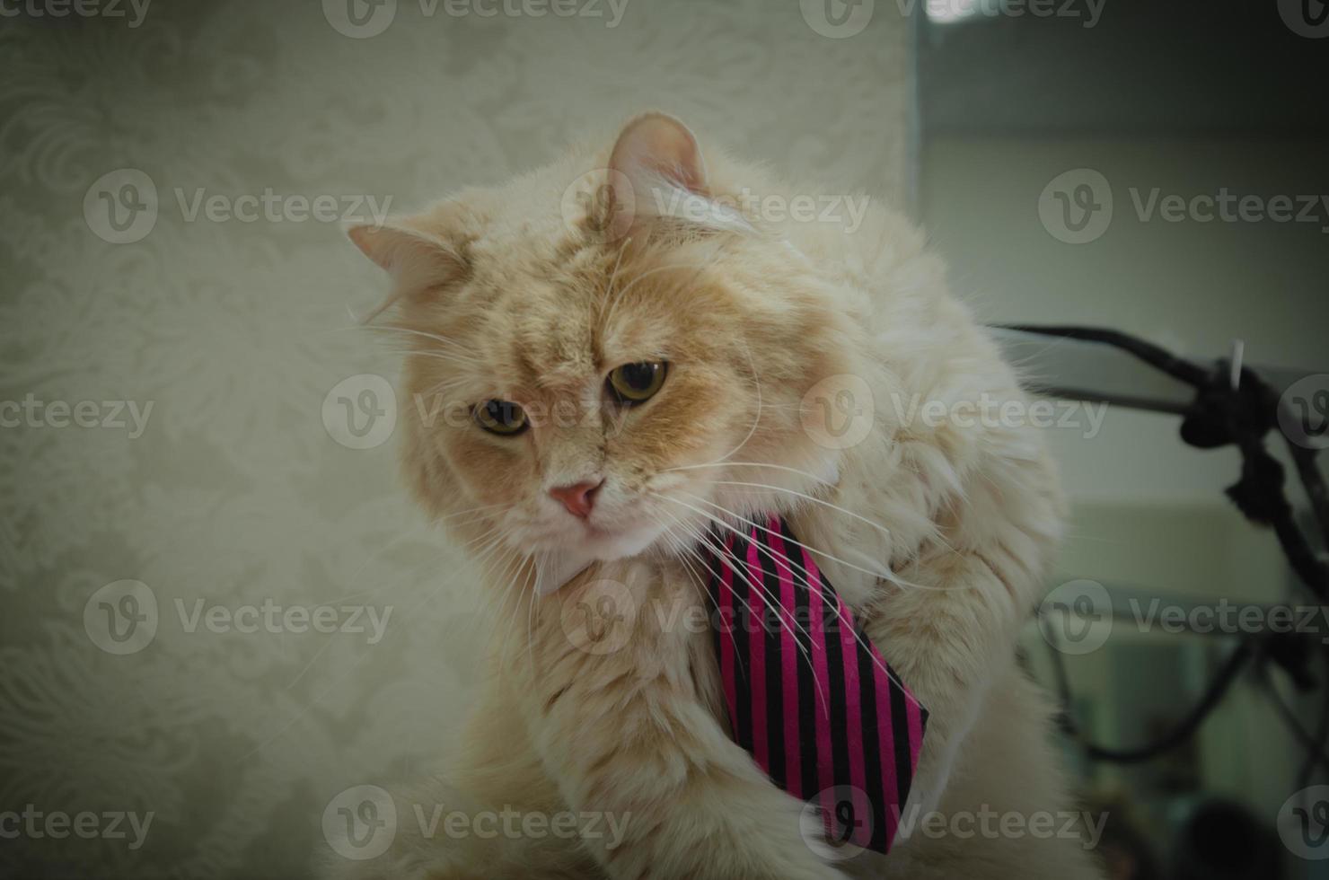 Doméstico rojo gato en un Corbata con verde ojos foto