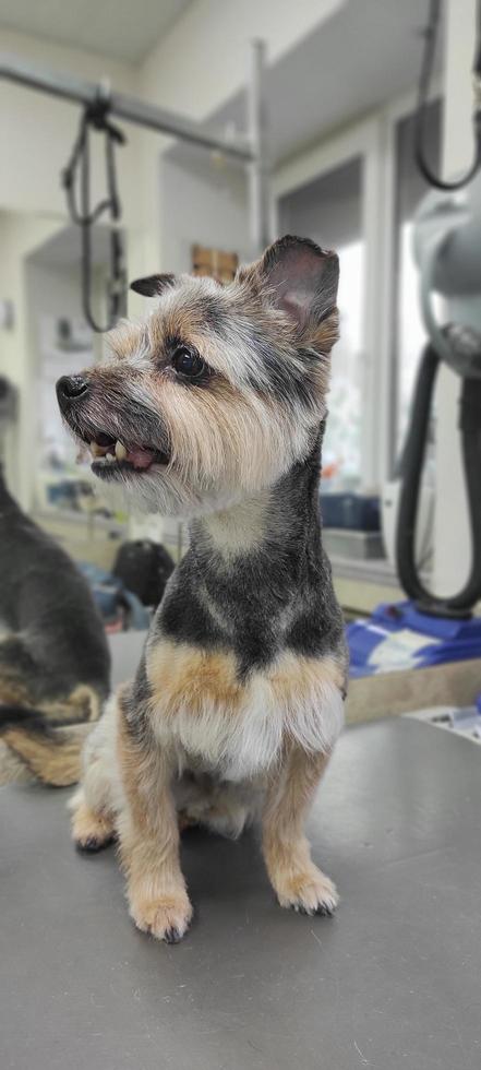York dog on groomer's table after a haircut photo
