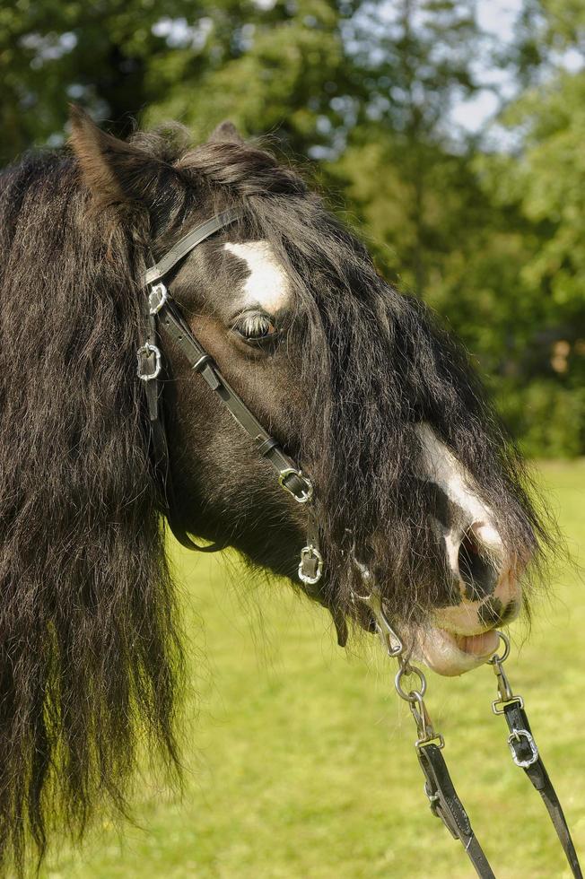 Beautiful horse at a horse show photo