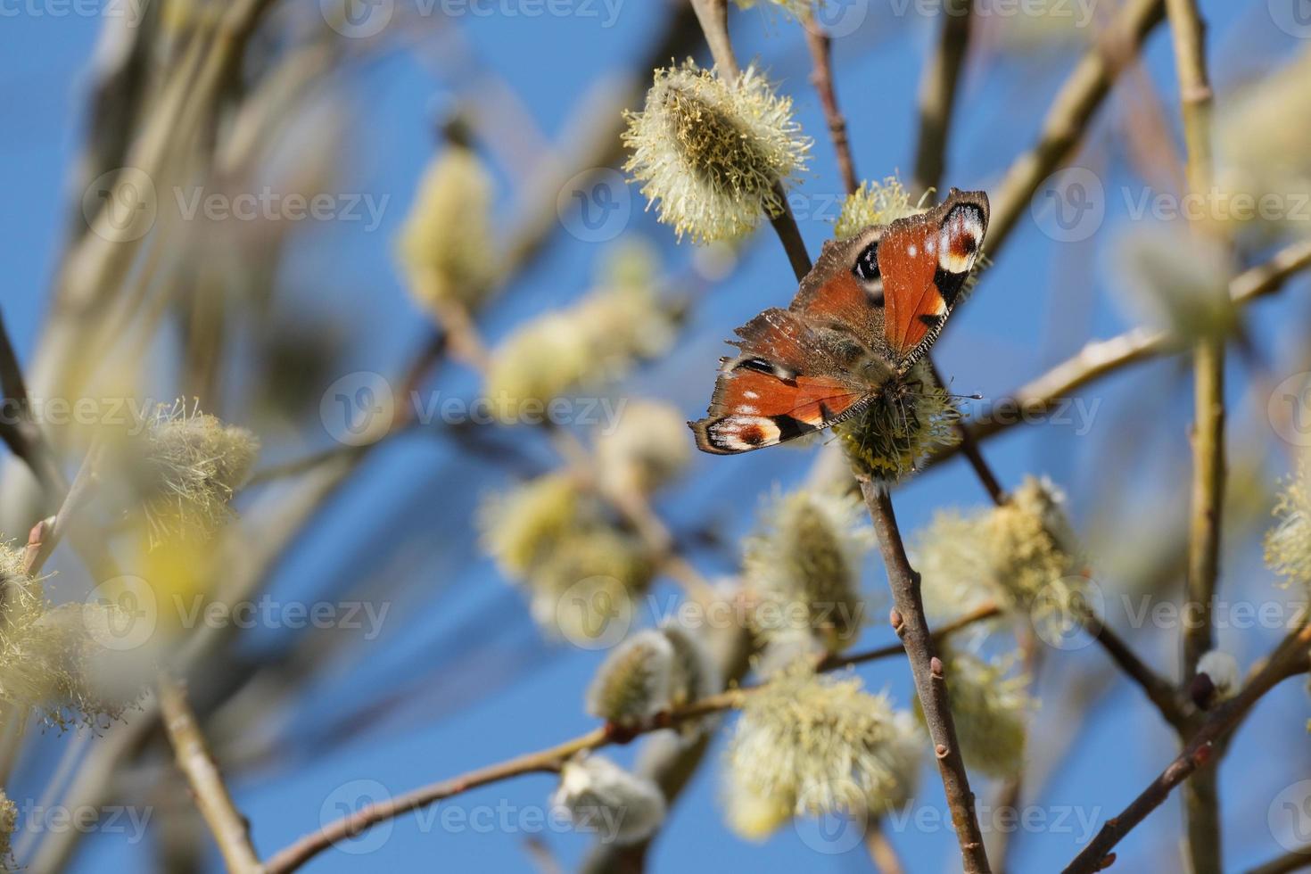 Peacock butterfly on a blooming willow branch close up, early spring nature photo