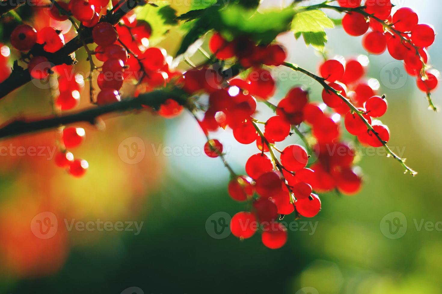Ripe red cluster currants Ribes rubrum growing in garden, selective focus, blurred background photo