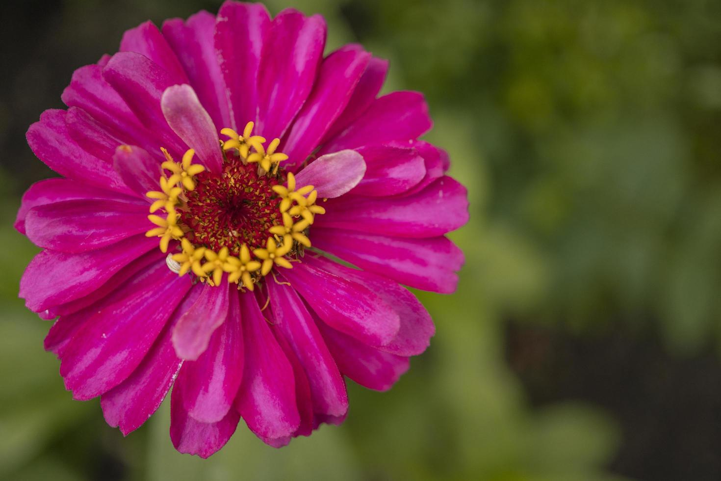 Close up photo of wild pink flower on spring time. The photo is suitable to use for nature background and content media social.