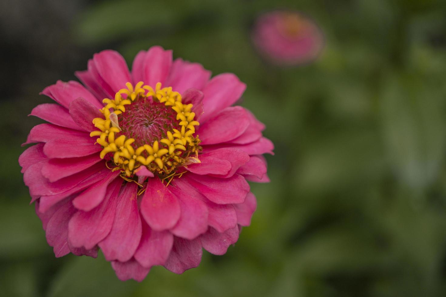 Close up photo of wild pink flower on spring time. The photo is suitable to use for nature background and content media social.