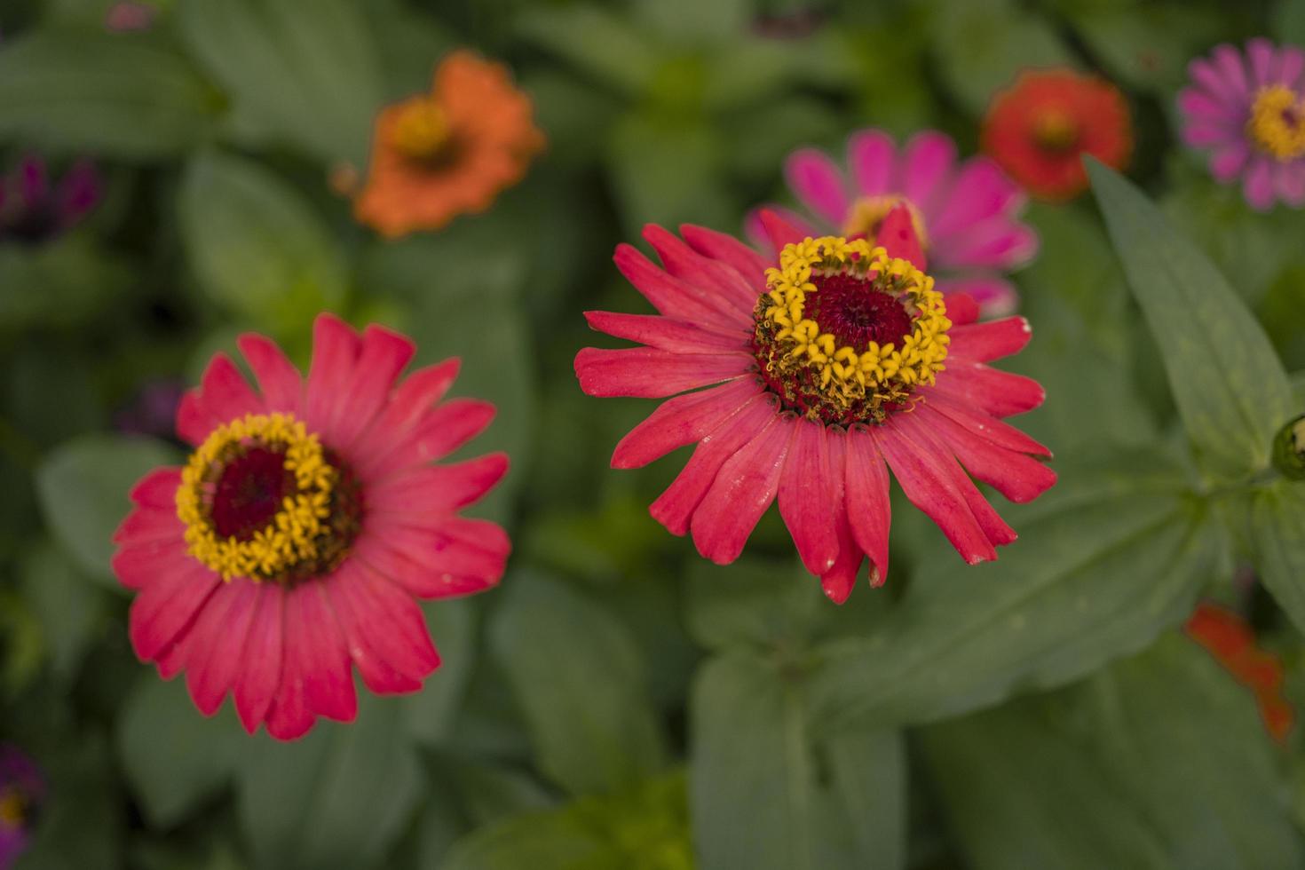 Close up photo of wild pink flower on spring time. The photo is suitable to use for nature background and content media social.