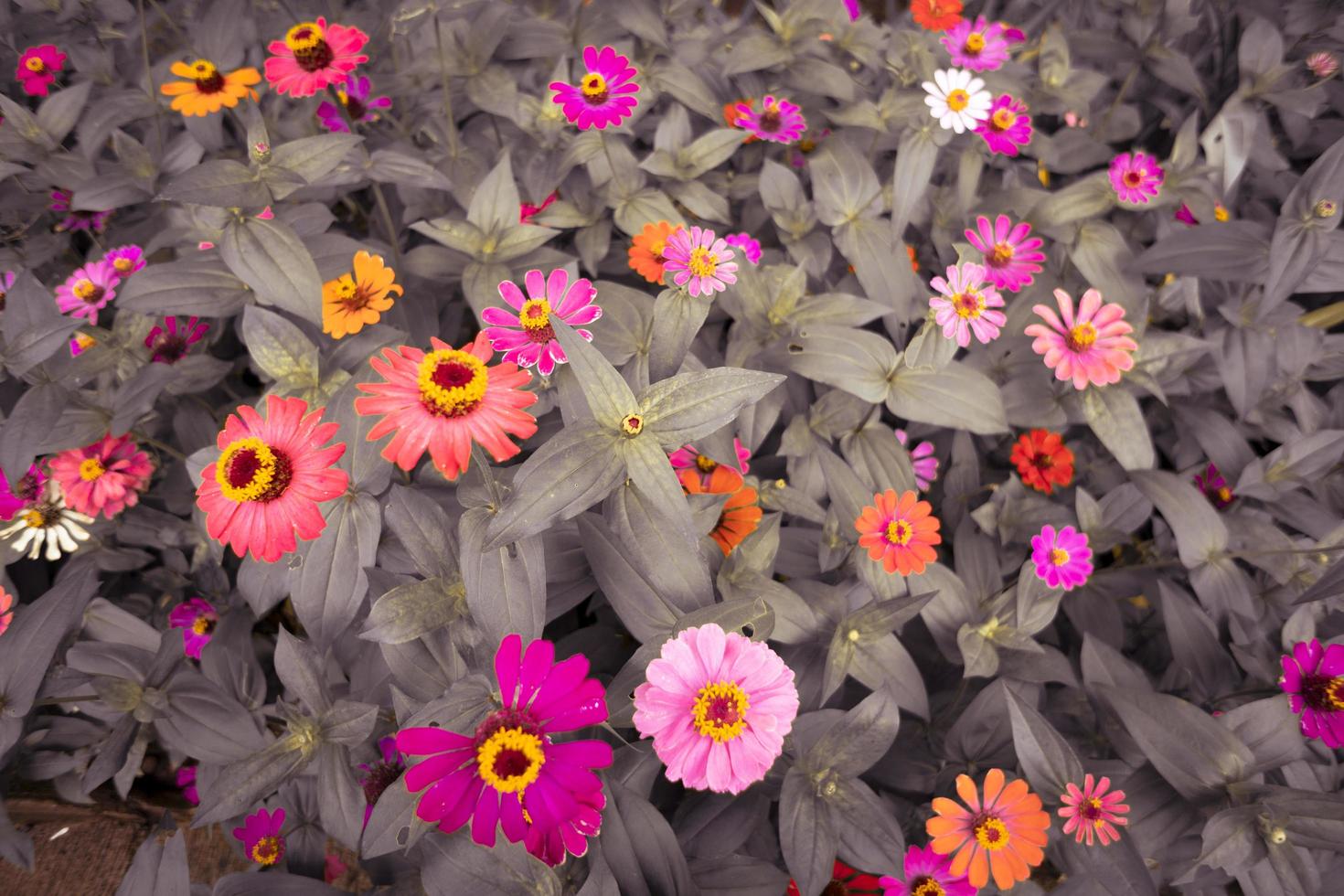 Close up photo of wild pink flower on spring time. The photo is suitable to use for nature background and content media social.
