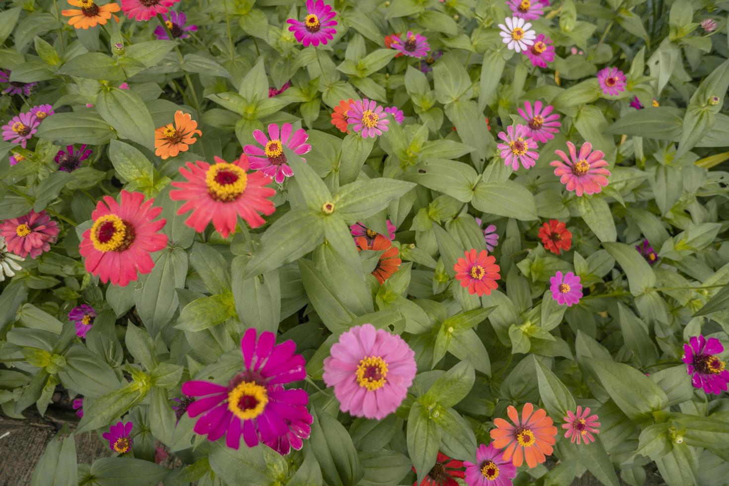 Close up photo of wild pink flower on spring time. The photo is suitable to use for nature background and content media social.
