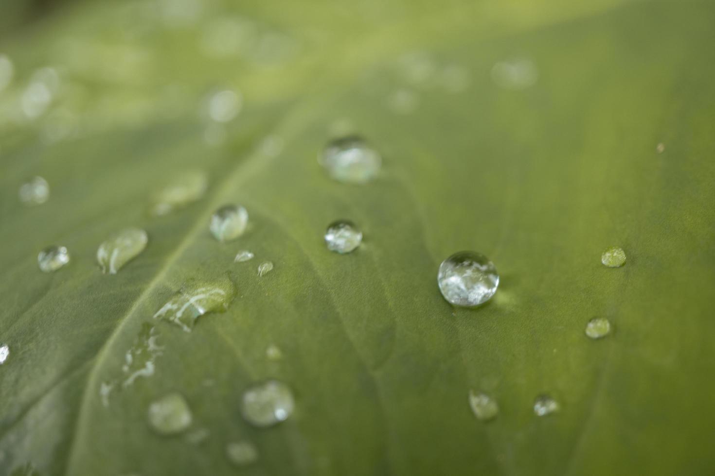 Close up of texture and surface taro leaves with water drops on the green garden. The photo is suitable to use for nature background, botanical content social media and leaf poster.
