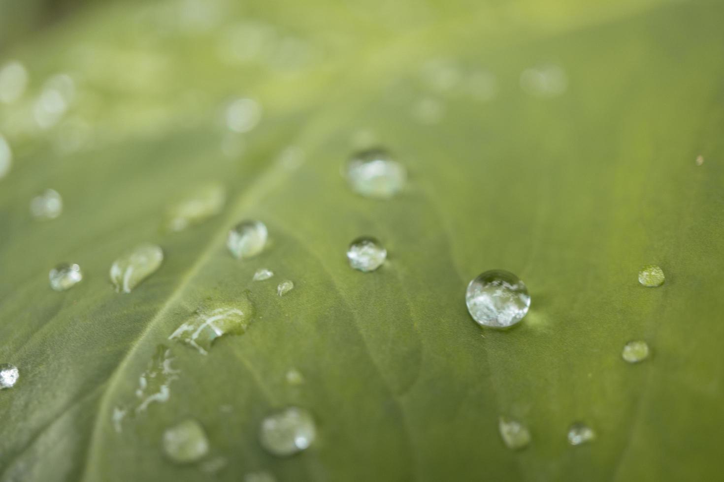 Close up of texture and surface taro leaves with water drops on the green garden. The photo is suitable to use for nature background, botanical content social media and leaf poster.