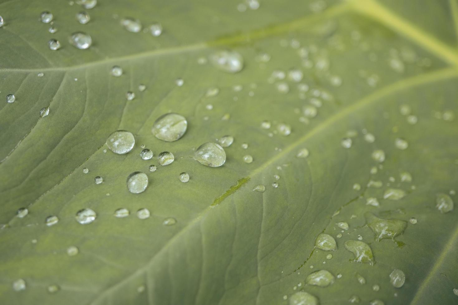 Close up of texture and surface taro leaves with water drops on the green garden. The photo is suitable to use for nature background, botanical content social media and leaf poster.