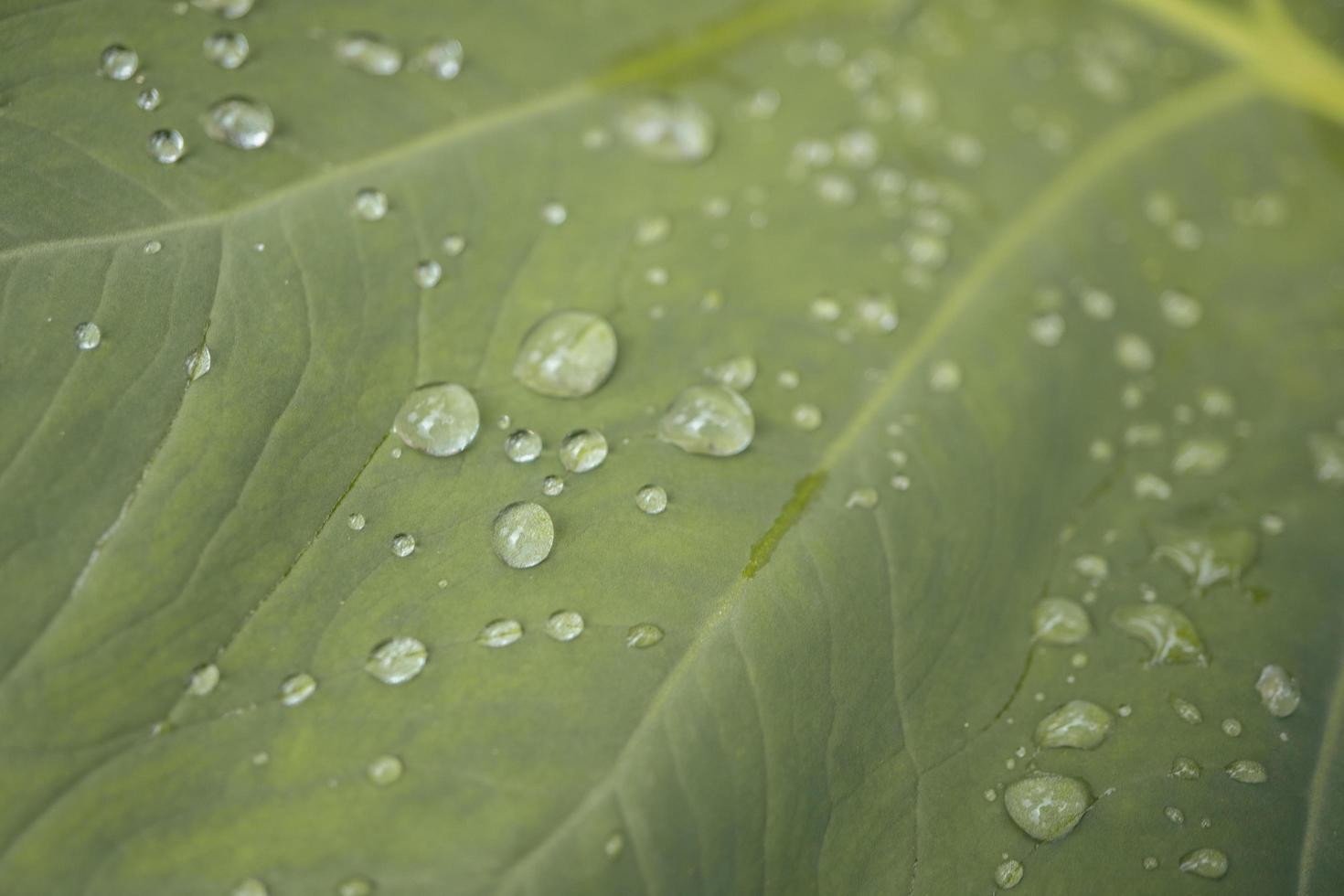 cerca arriba de textura y superficie taro hojas con agua gotas en el verde jardín. el foto es adecuado a utilizar para naturaleza fondo, botánico contenido social medios de comunicación y hoja póster.